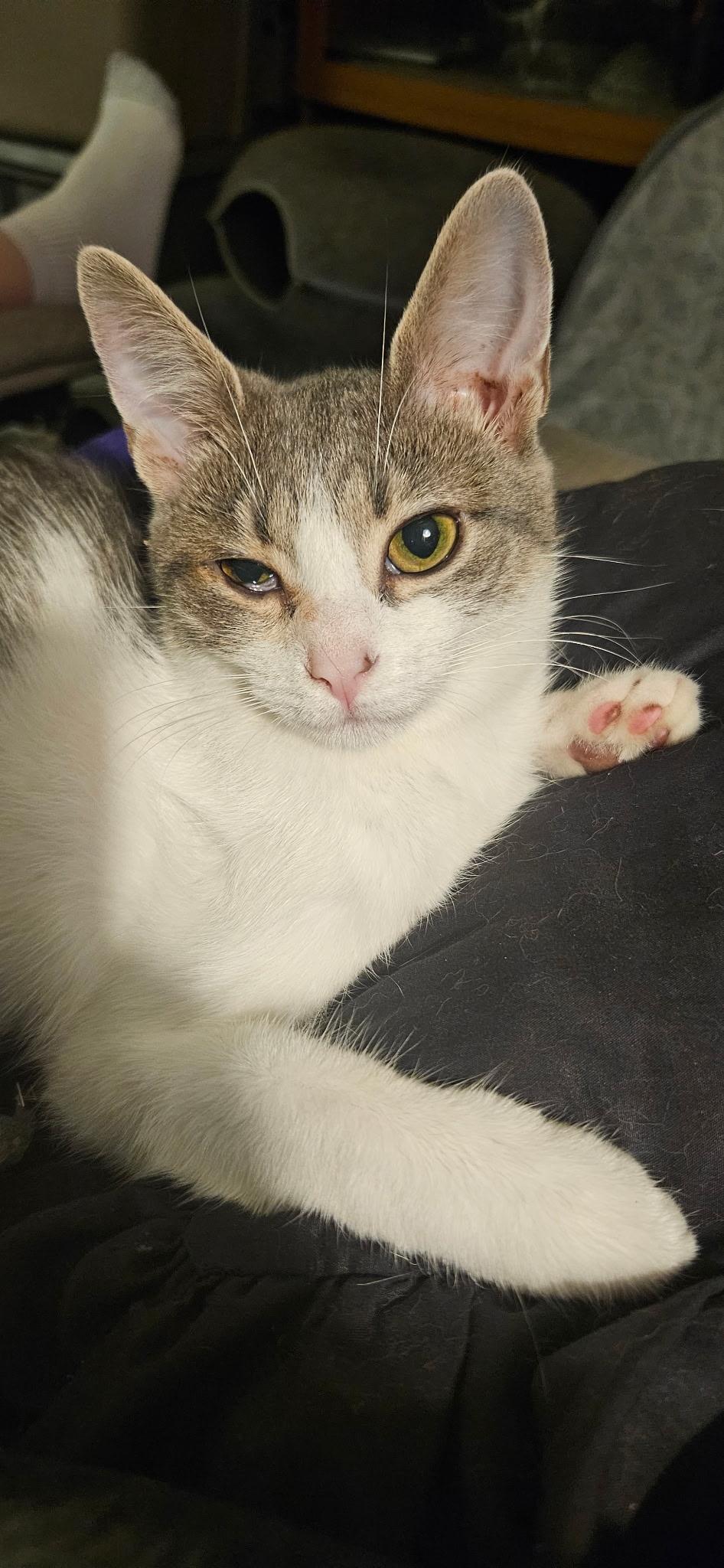 Pepper, a Adoptable Domestic Short Hair in Kirklin, IN image 4/5