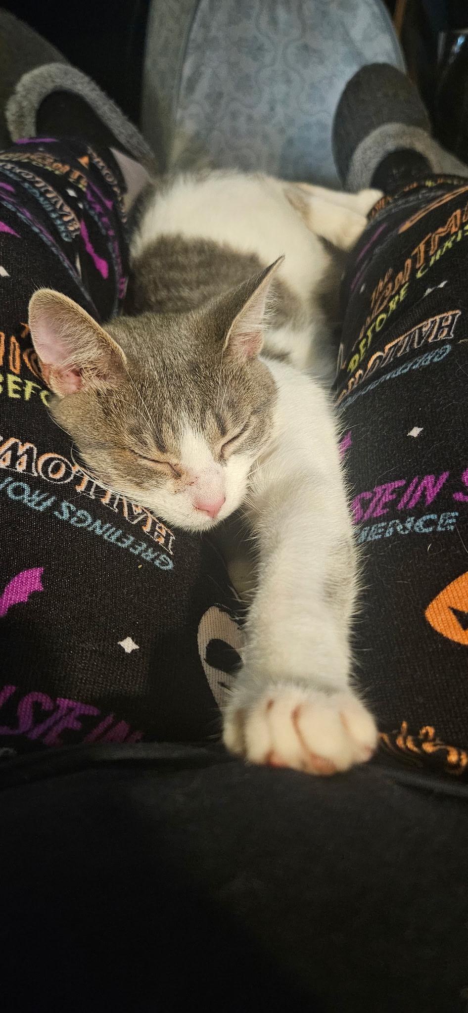 Pepper, a Adoptable Domestic Short Hair in Kirklin, IN image 2/5