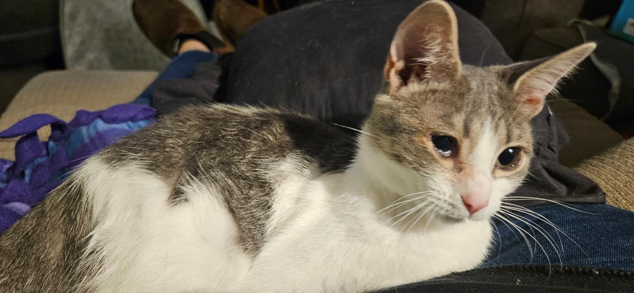 Pepper, a Adoptable Domestic Short Hair in Kirklin, IN image 5/5