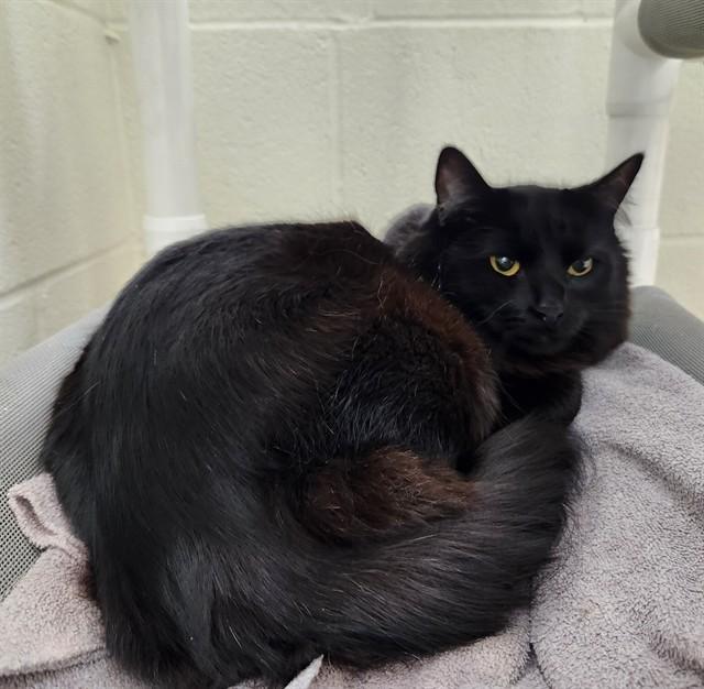Enlarge LAMB CHOP, a Adoptable Domestic Long Hair in Pueblo, CO image 1/1