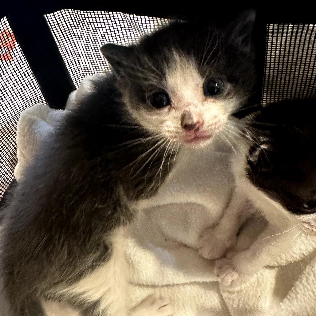 Lulu, Adoptable, Kitten Female Domestic Short Hair.