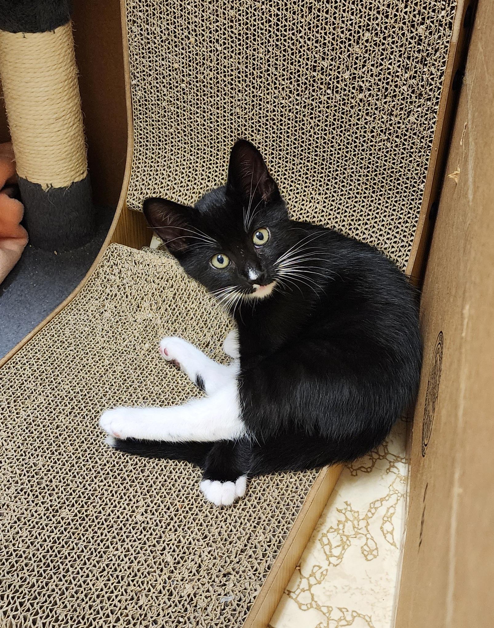 KIT KAT, a Adoptable mixed breed in Escalon, CA image 4/6