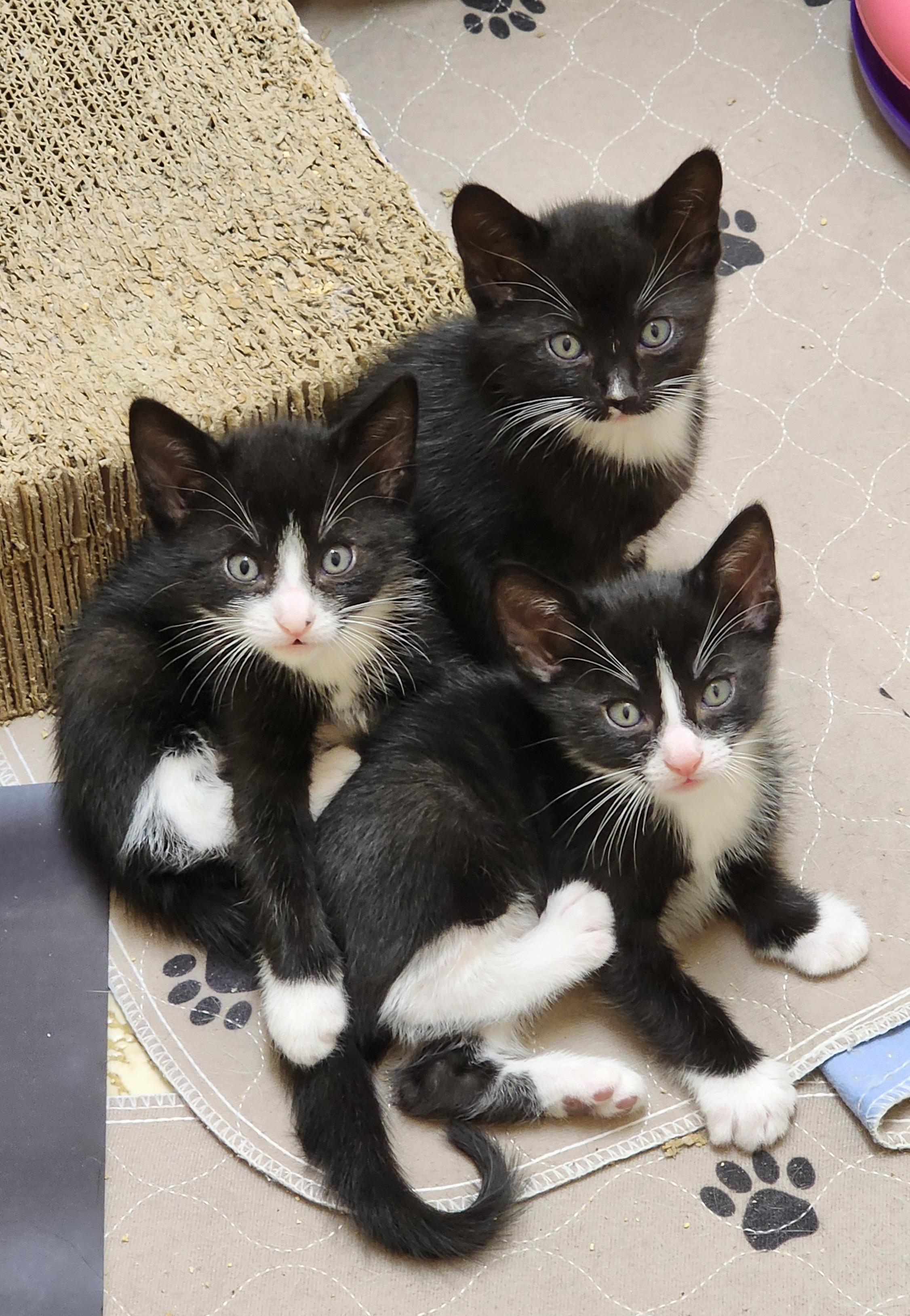 KIT KAT, a Adoptable mixed breed in Escalon, CA image 2/6