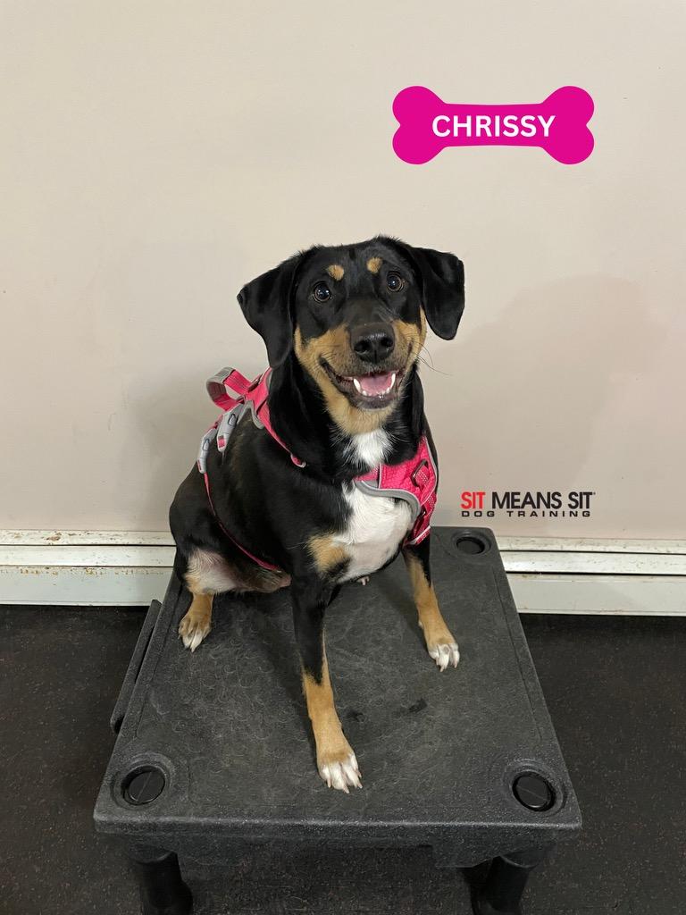 Chrissy - COME MEET ME!, Adoptable, Adult Female Hound.