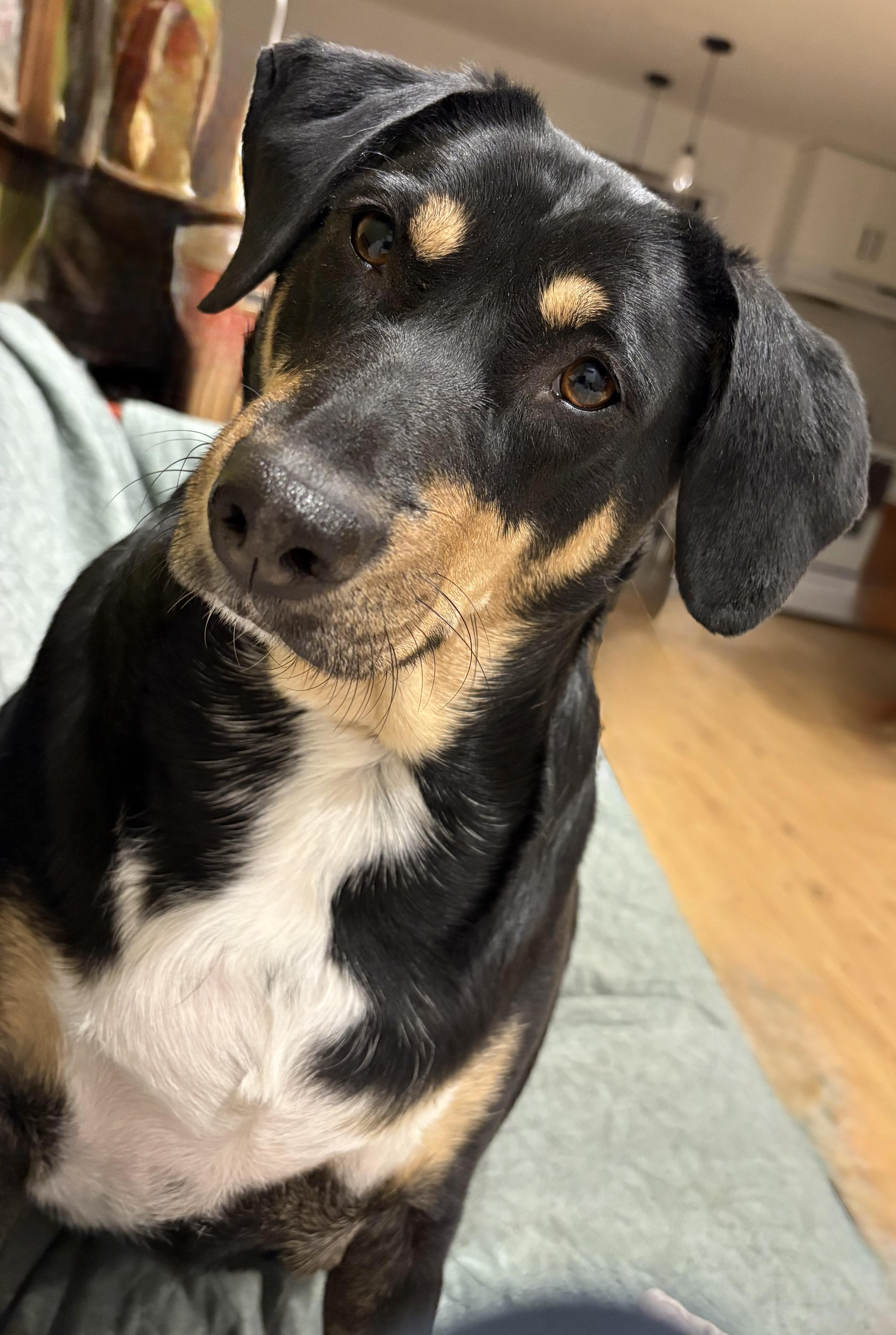 Enlarge Chrissy - COME MEET ME!, a Adoptable mixed breed in Medfield, MA image 4/6