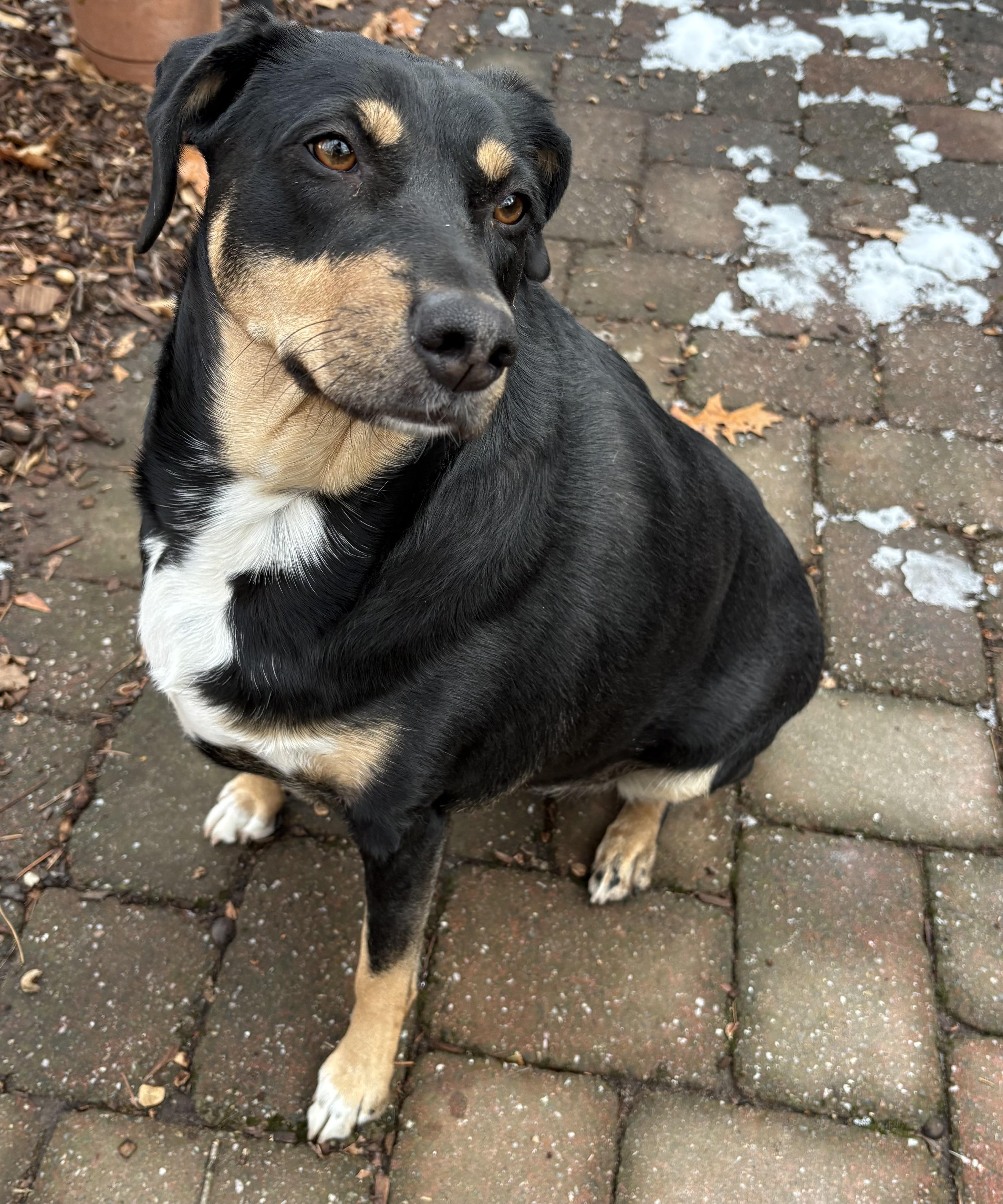 Enlarge Chrissy - COME MEET ME!, a Adoptable mixed breed in Medfield, MA image 6/6