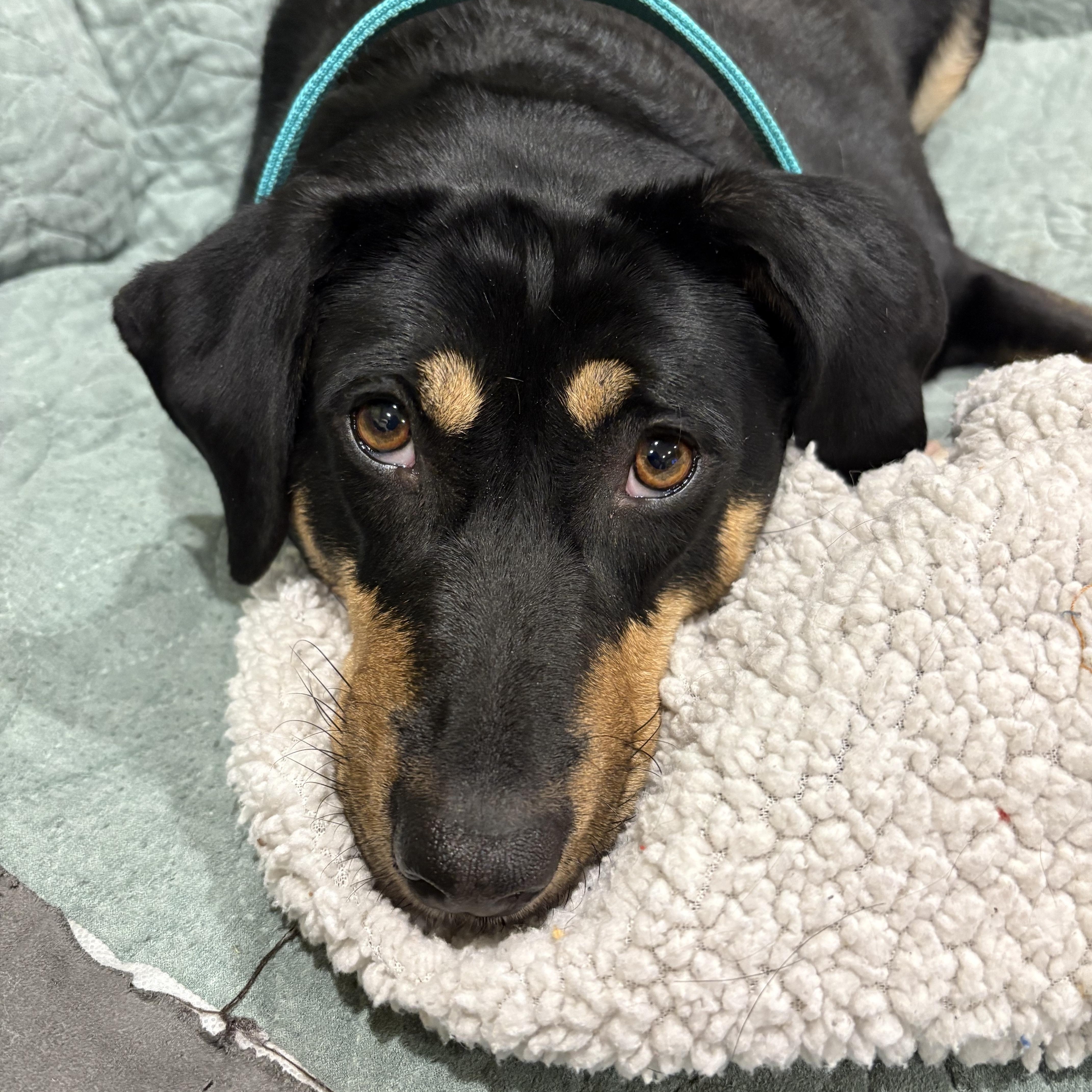 Chrissy - COME MEET ME!, Adoptable, Adult Female Hound.