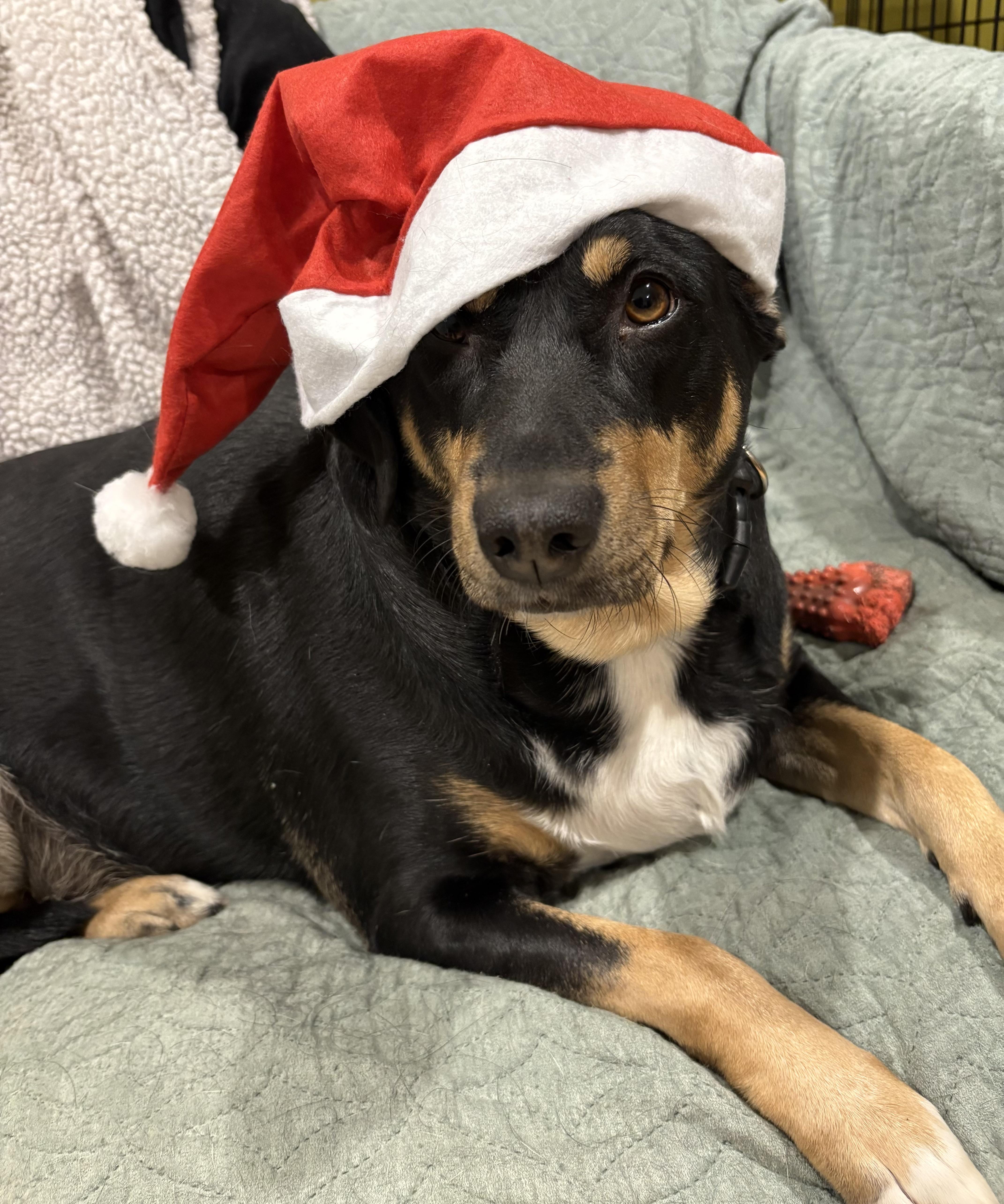 Enlarge Chrissy - COME MEET ME!, a Adoptable mixed breed in Medfield, MA image 2/6