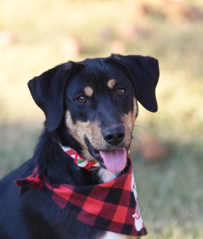 Chrissy - COME MEET ME!, a Adoptable mixed breed in Medfield, MA image 5/5