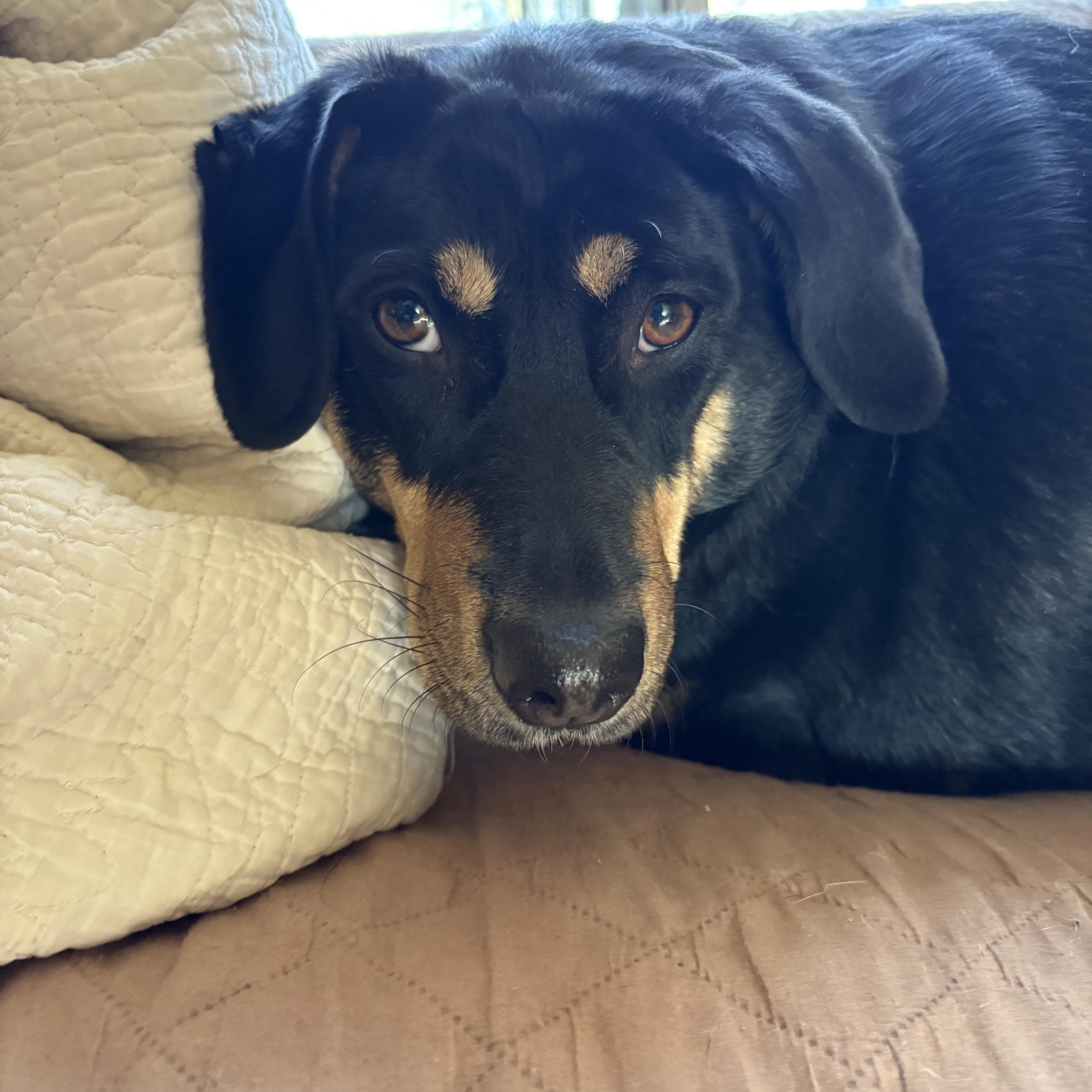 Enlarge Chrissy - COME MEET ME!, a Adoptable mixed breed in Medfield, MA image 5/6