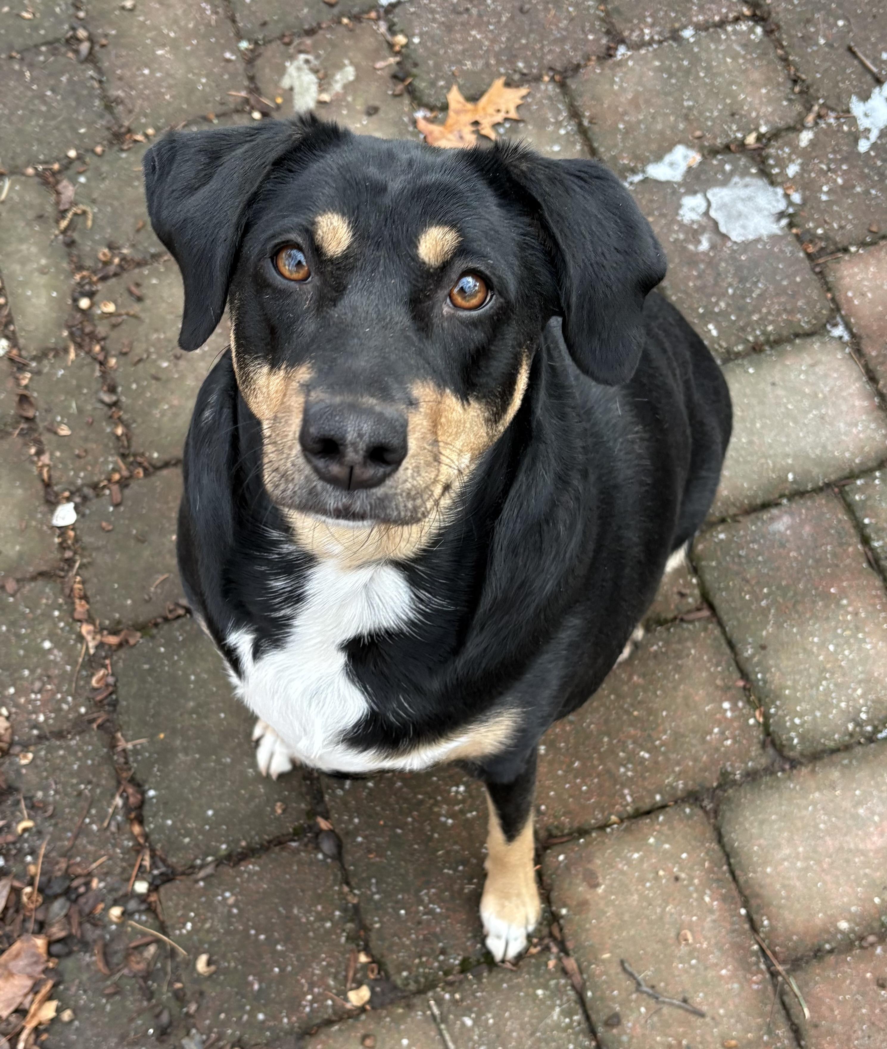 Enlarge Chrissy - COME MEET ME!, a Adoptable mixed breed in Medfield, MA image 1/6