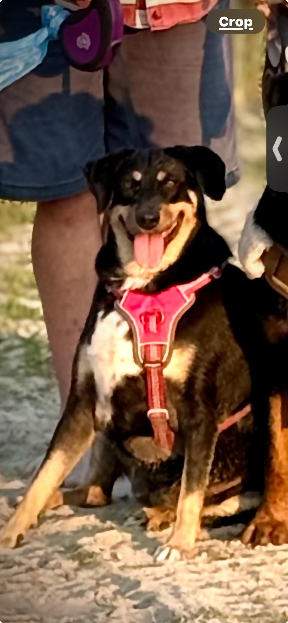 Chrissy - COME MEET ME!, a Adoptable mixed breed in Medfield, MA image 3/5