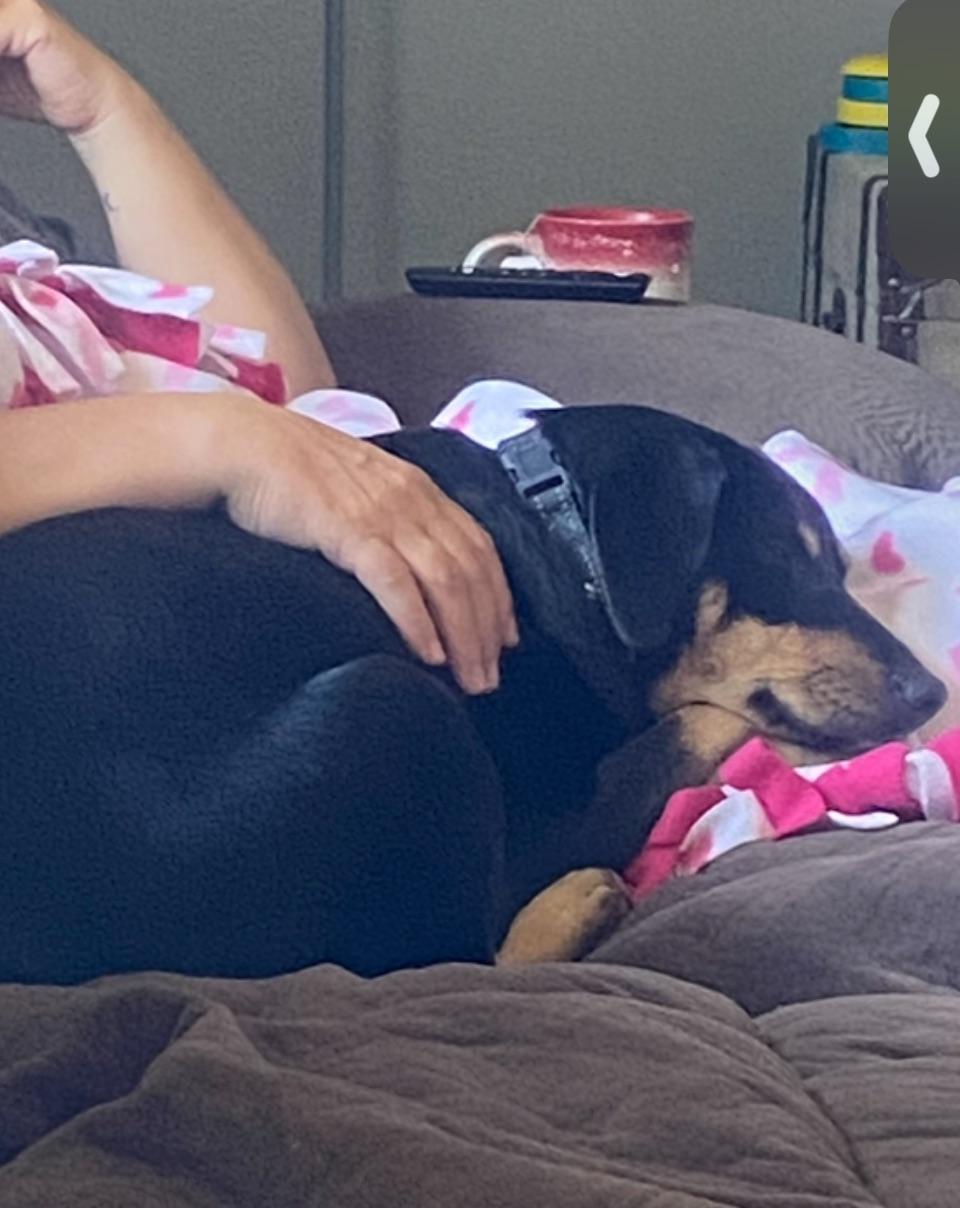 Chrissy - COME MEET ME!, a Adoptable mixed breed in Medfield, MA image 2/5