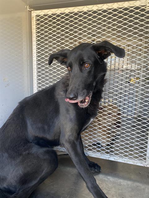 Gracie, an adoptable Borzoi in Thousand Oaks, CA, 91360 | Photo Image 1
