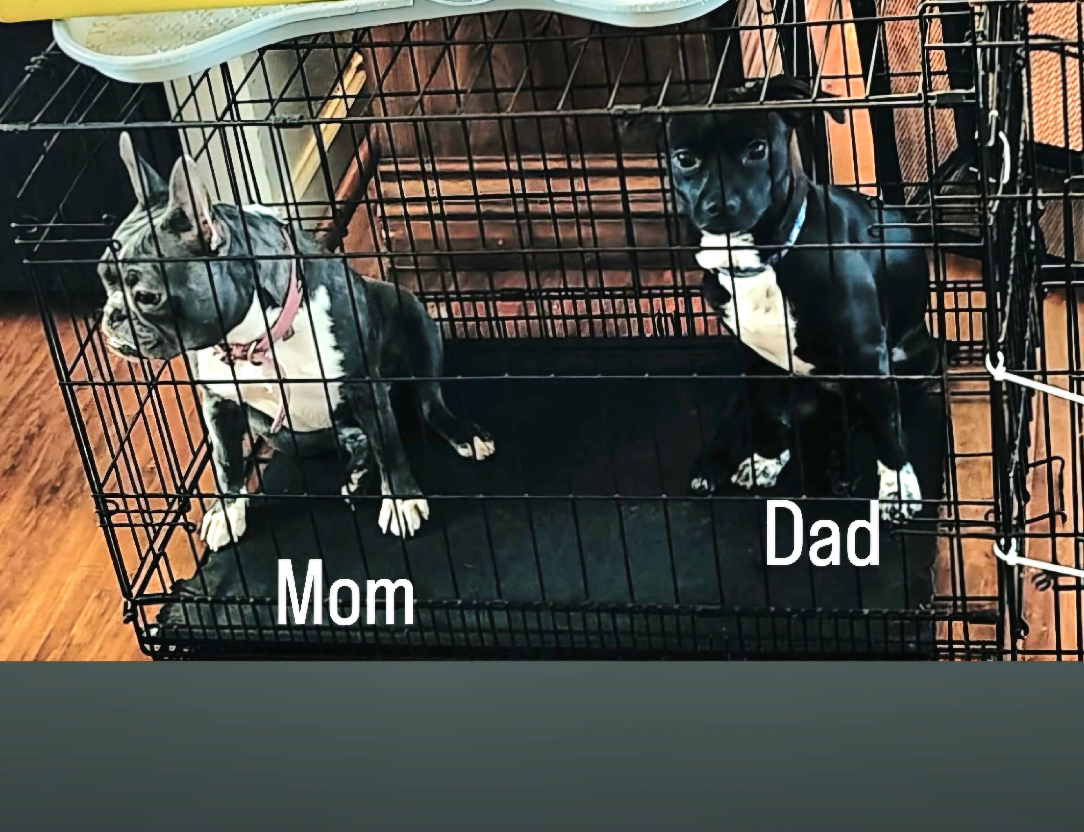 Delilah, a Adopted mixed breed in San Pedro, CA image 6/6