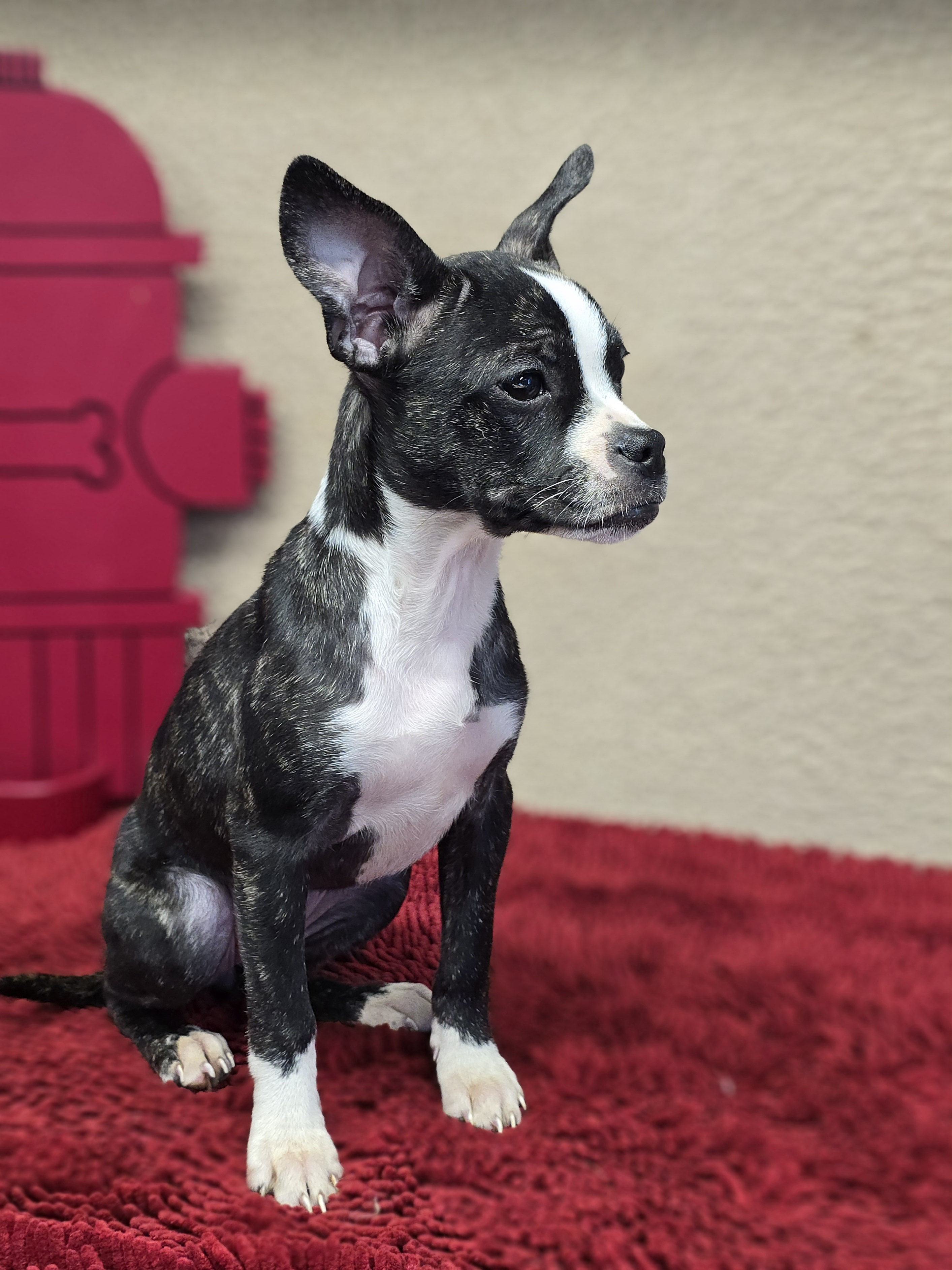 Delilah, Adopted, Puppy Female French Bulldog & Chihuahua.