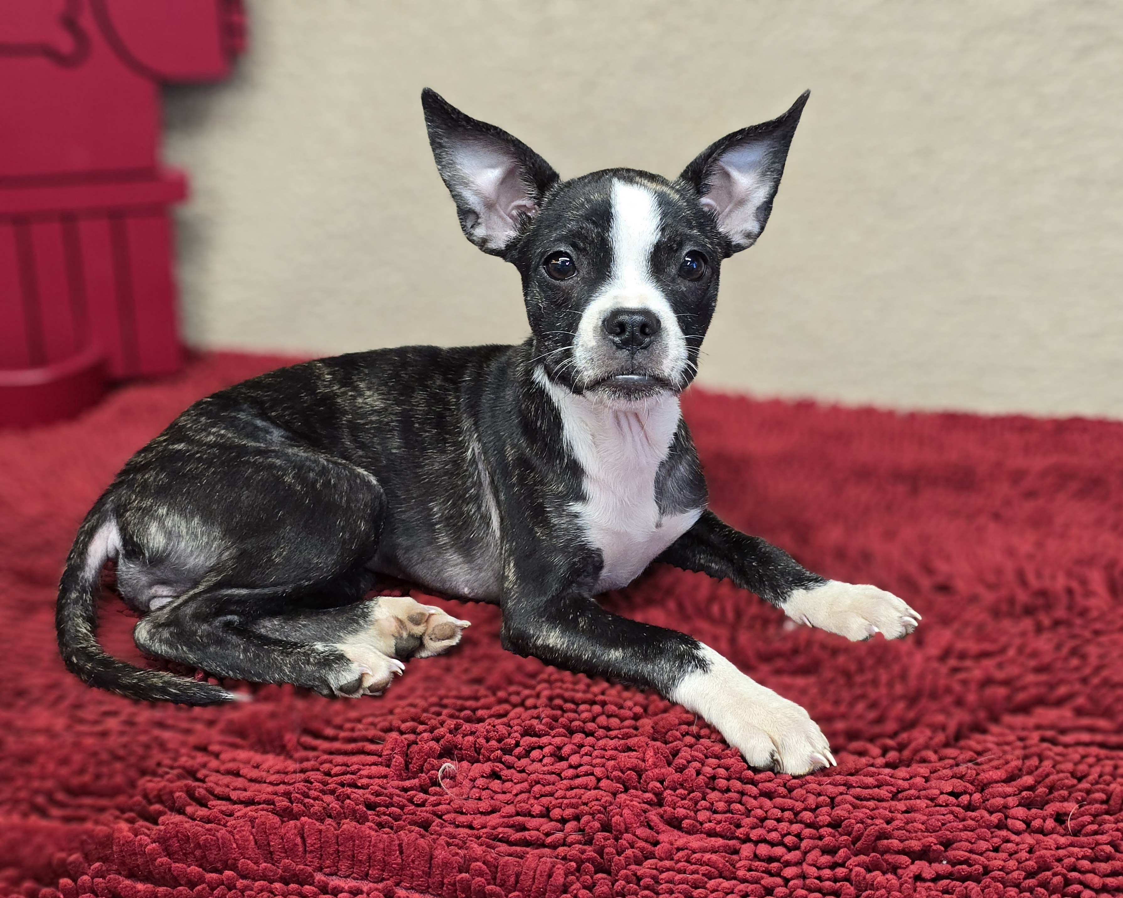 Delilah, a Adopted mixed breed in San Pedro, CA image 2/6