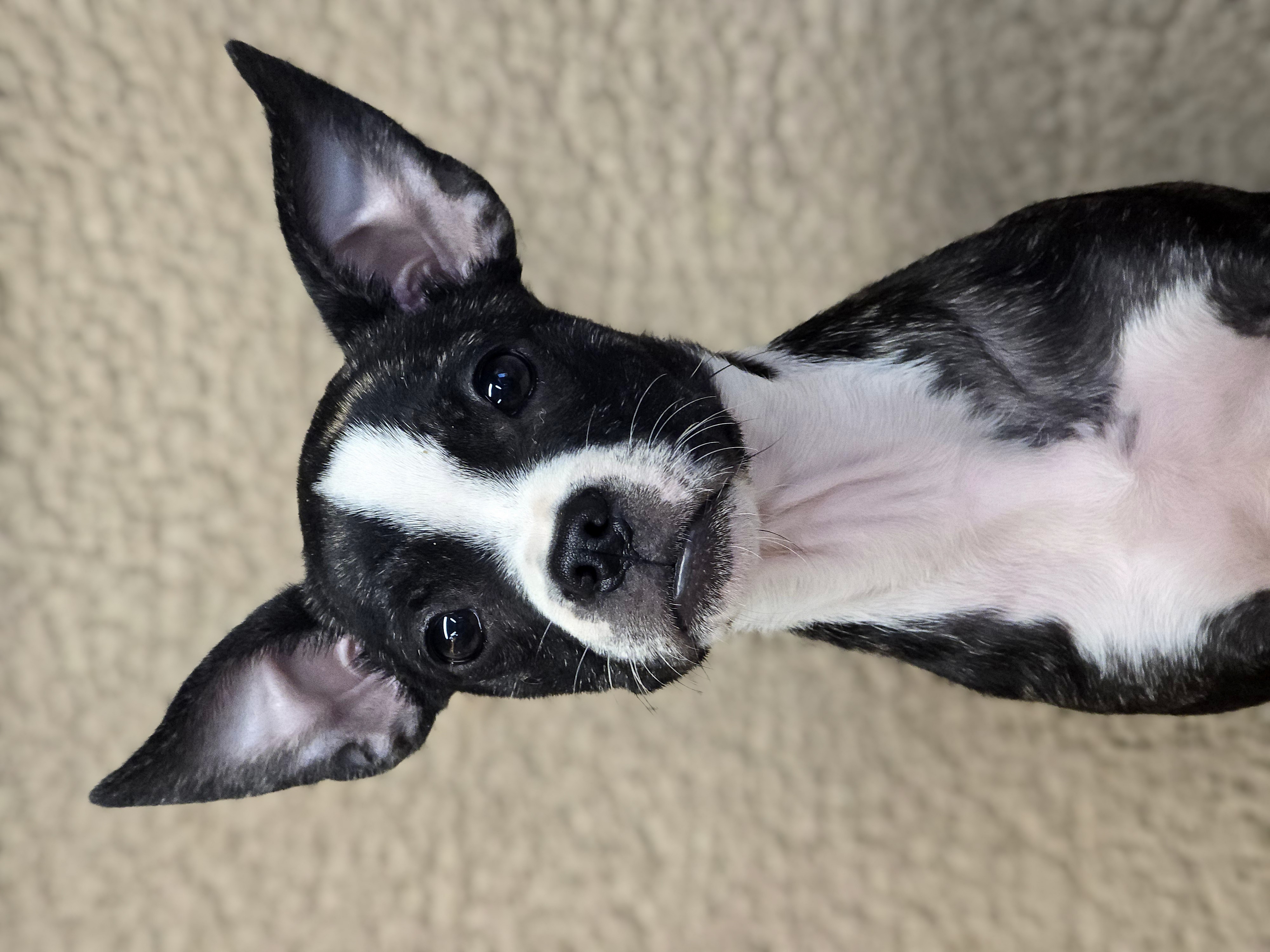 Delilah, a Adopted mixed breed in San Pedro, CA image 4/6