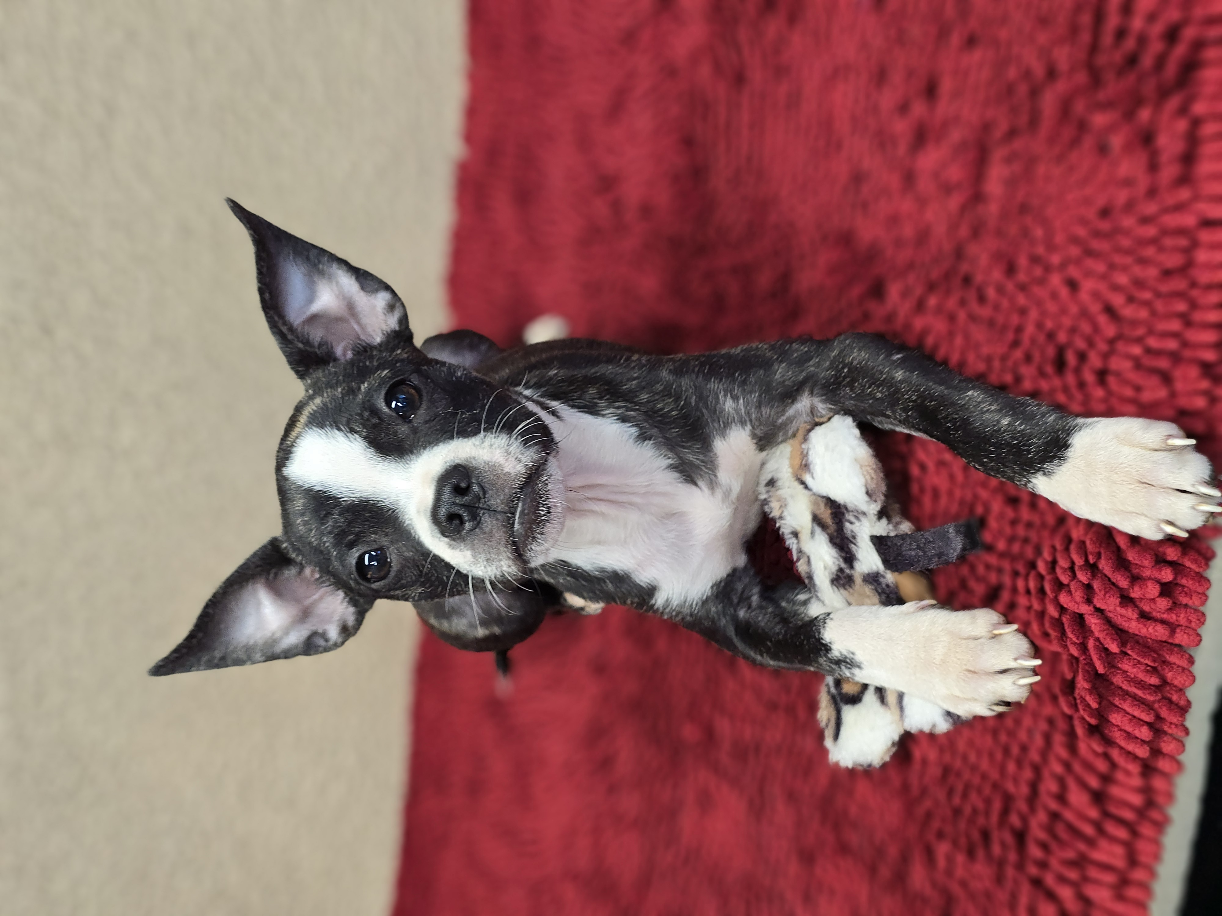 Delilah, a Adopted mixed breed in San Pedro, CA image 3/6