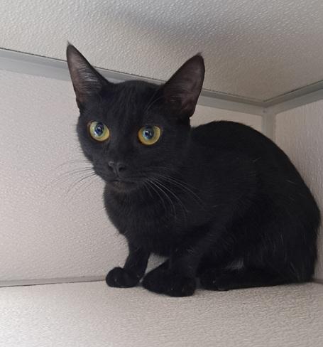 Enlarge Raven, a ADOPTABLE mixed breed in Manning, SC image 1/1
