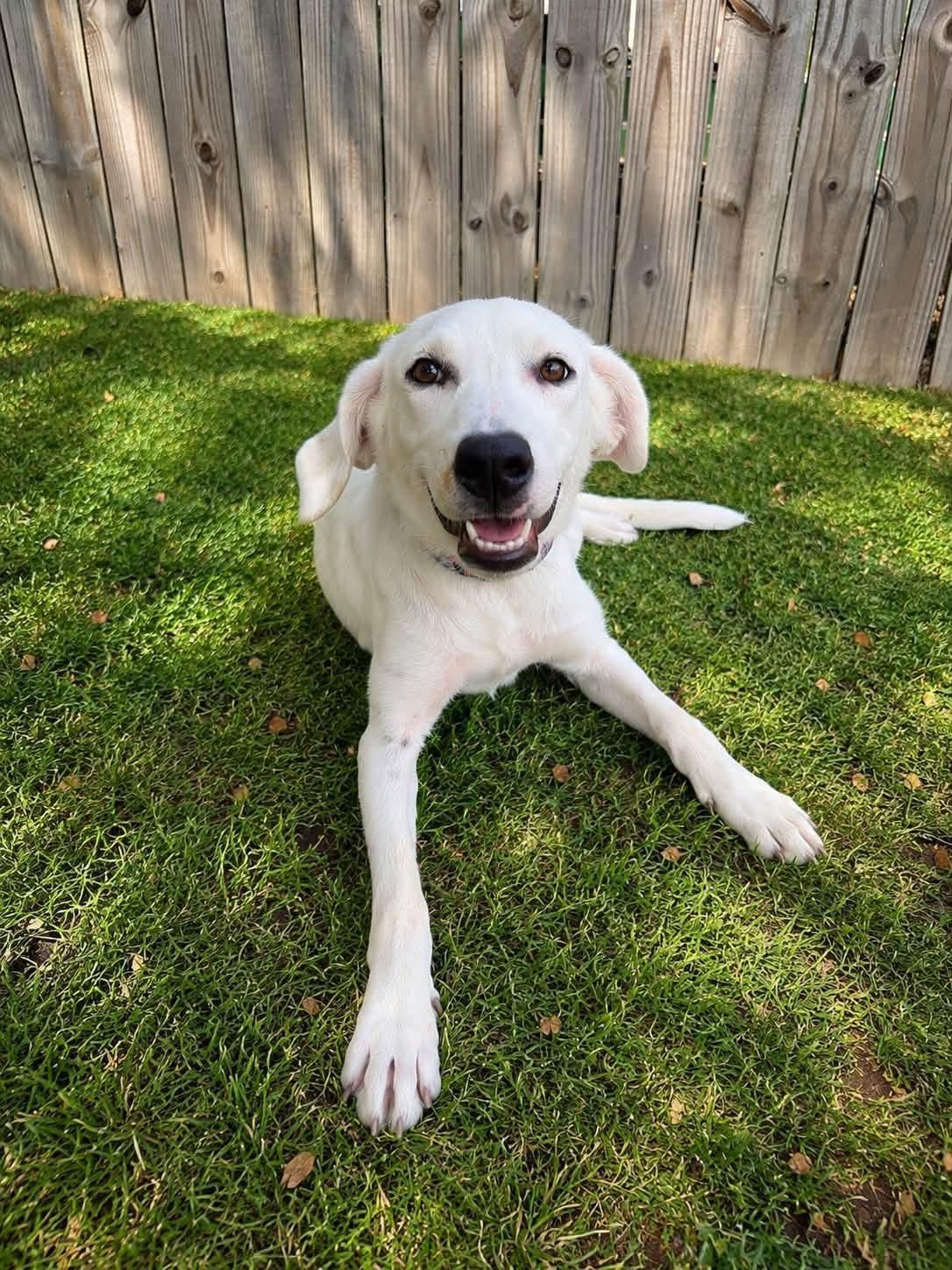 Enlarge Lily, a ADOPTABLE mixed breed in Mendham, NJ image 2/2
