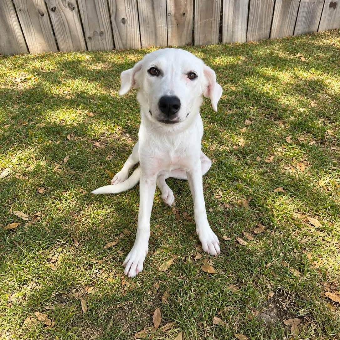Lily, ADOPTABLE, Puppy Female Retriever.