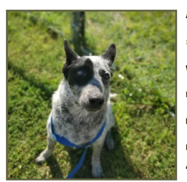 Ducky, Adoptable, Adult Female Australian Cattle Dog / Blue Heeler.
