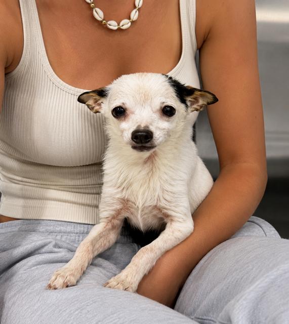 Toot, ADOPTABLE, Adult Male Chihuahua.