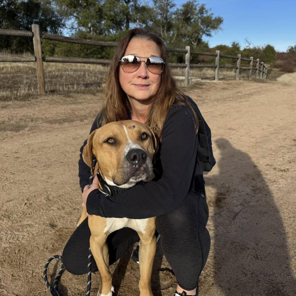 Romel, Adoptable, Adult Male Pit Bull Terrier.