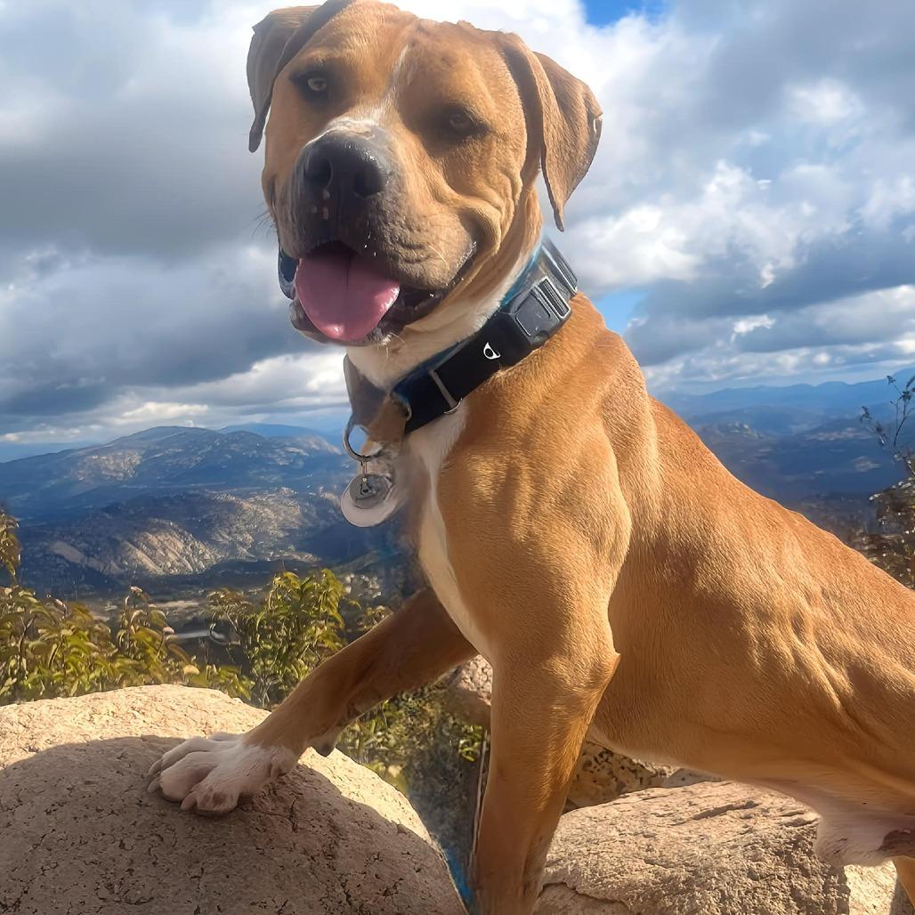 Enlarge Romel, a Adoptable Pit Bull Terrier in Ramona, CA image 5/6