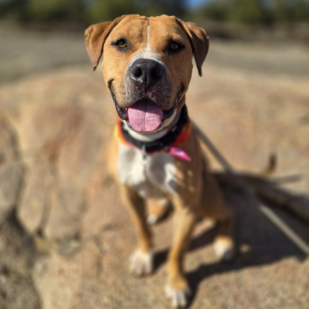 Enlarge Romel, a Adoptable Pit Bull Terrier in Ramona, CA image 6/6