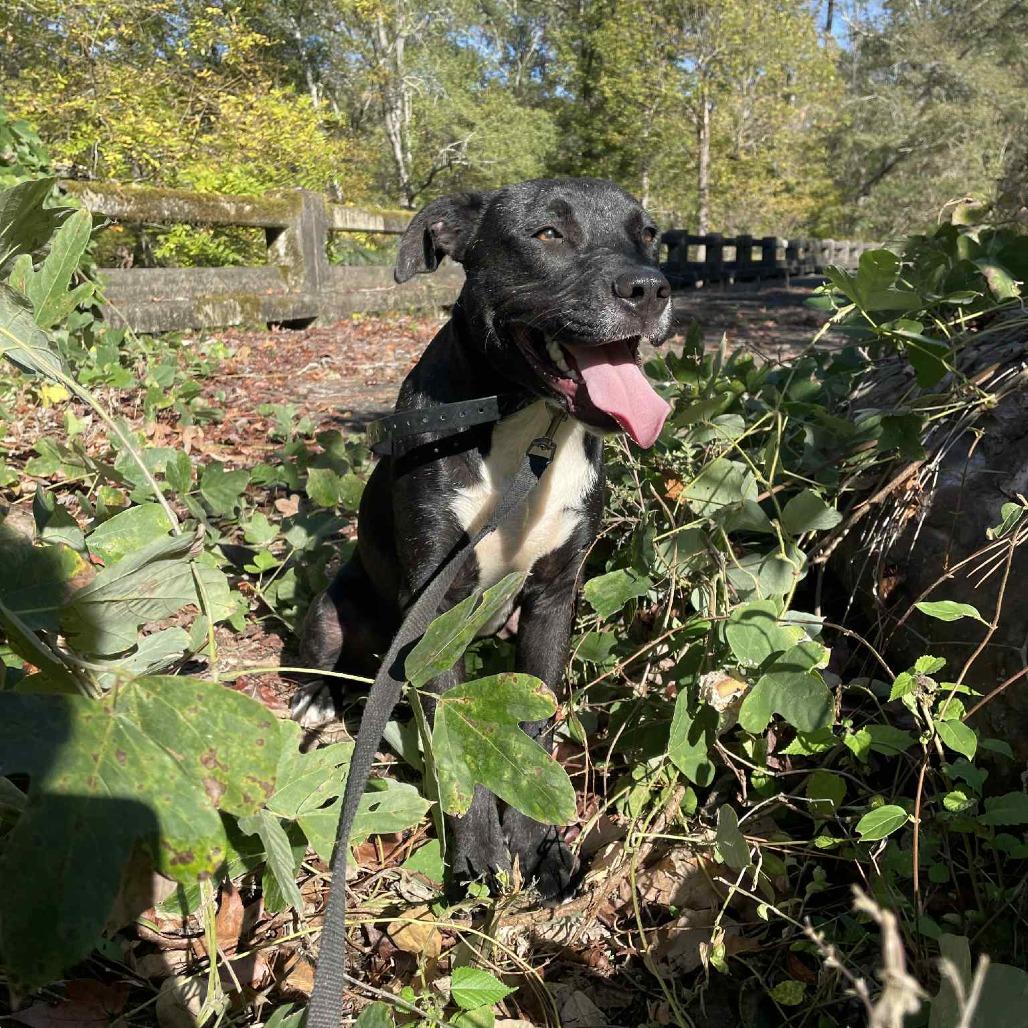 Enlarge Eddy, a ADOPTABLE Mixed Breed in Kittery, ME image 6/6