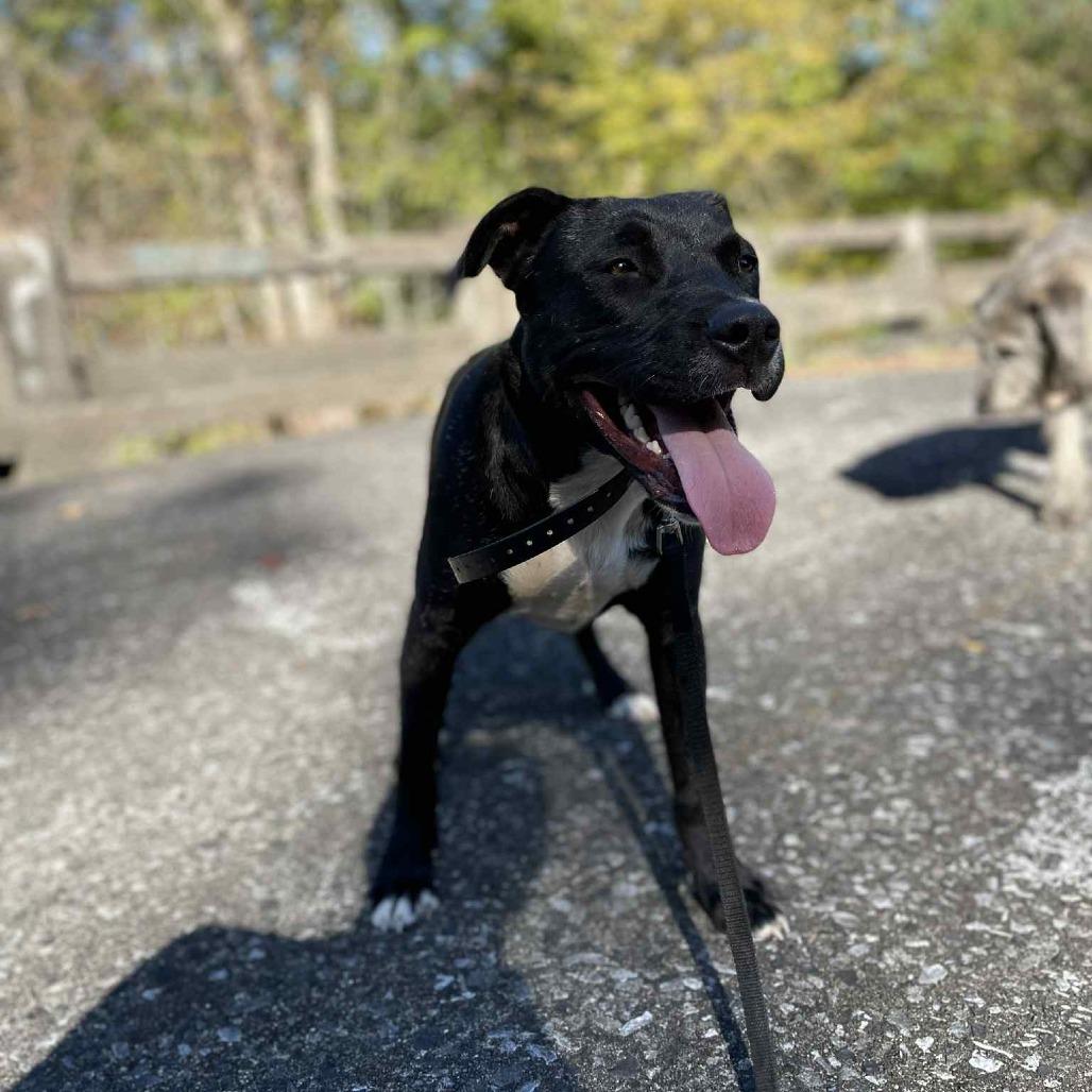 Enlarge Eddy, a ADOPTABLE Mixed Breed in Kittery, ME image 3/6