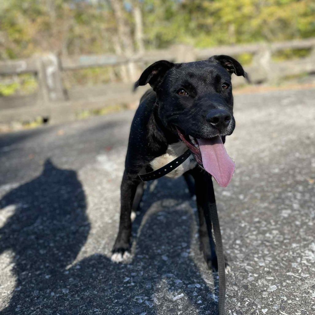 Enlarge Eddy, a ADOPTABLE Mixed Breed in Kittery, ME image 2/6