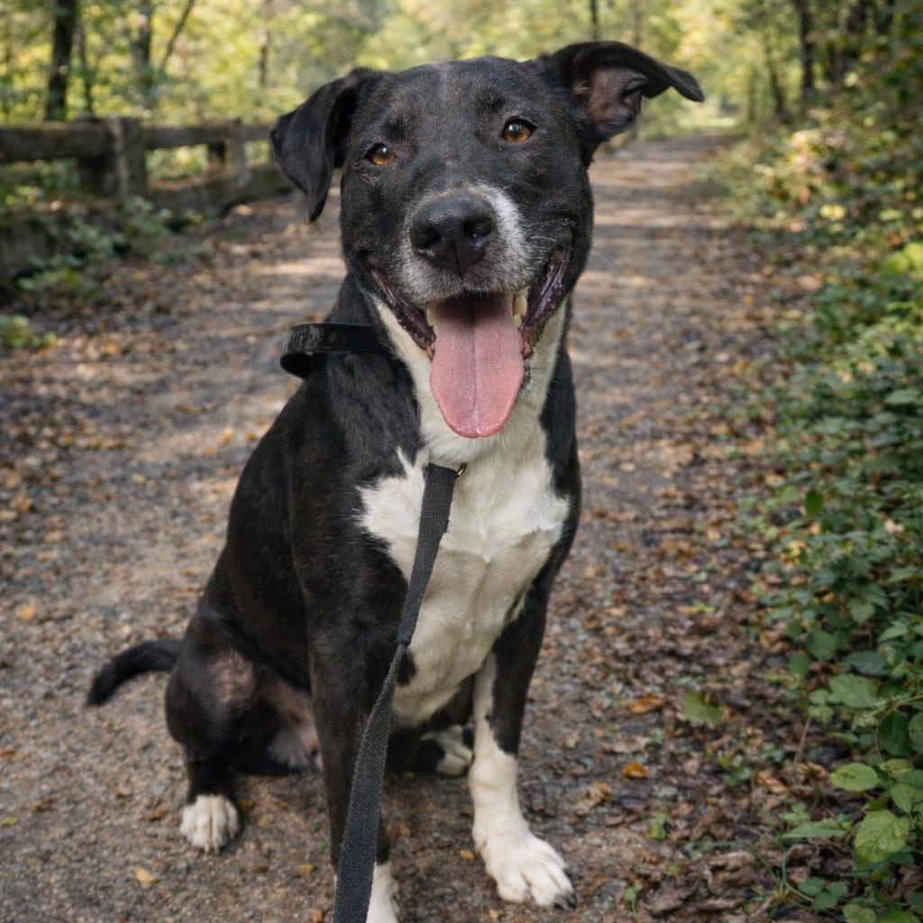 Eddy, ADOPTABLE, Adult Male Mixed Breed.