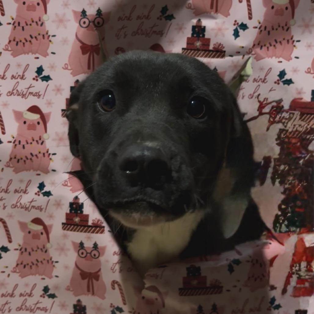 Enlarge Eddy, a ADOPTABLE Mixed Breed in Kittery, ME image 4/6