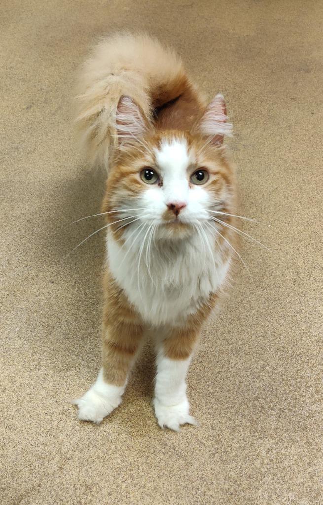 Monkey, Adoptable, Senior Male Domestic Medium Hair.