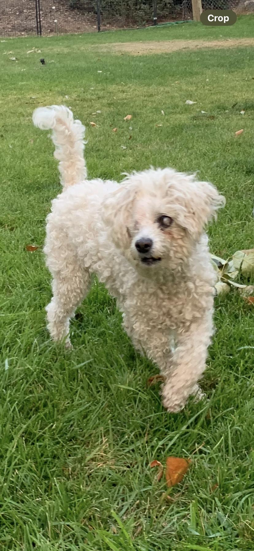 Enlarge Captain Lulu, a Adoptable mixed breed in Wasco, OR image 3/6
