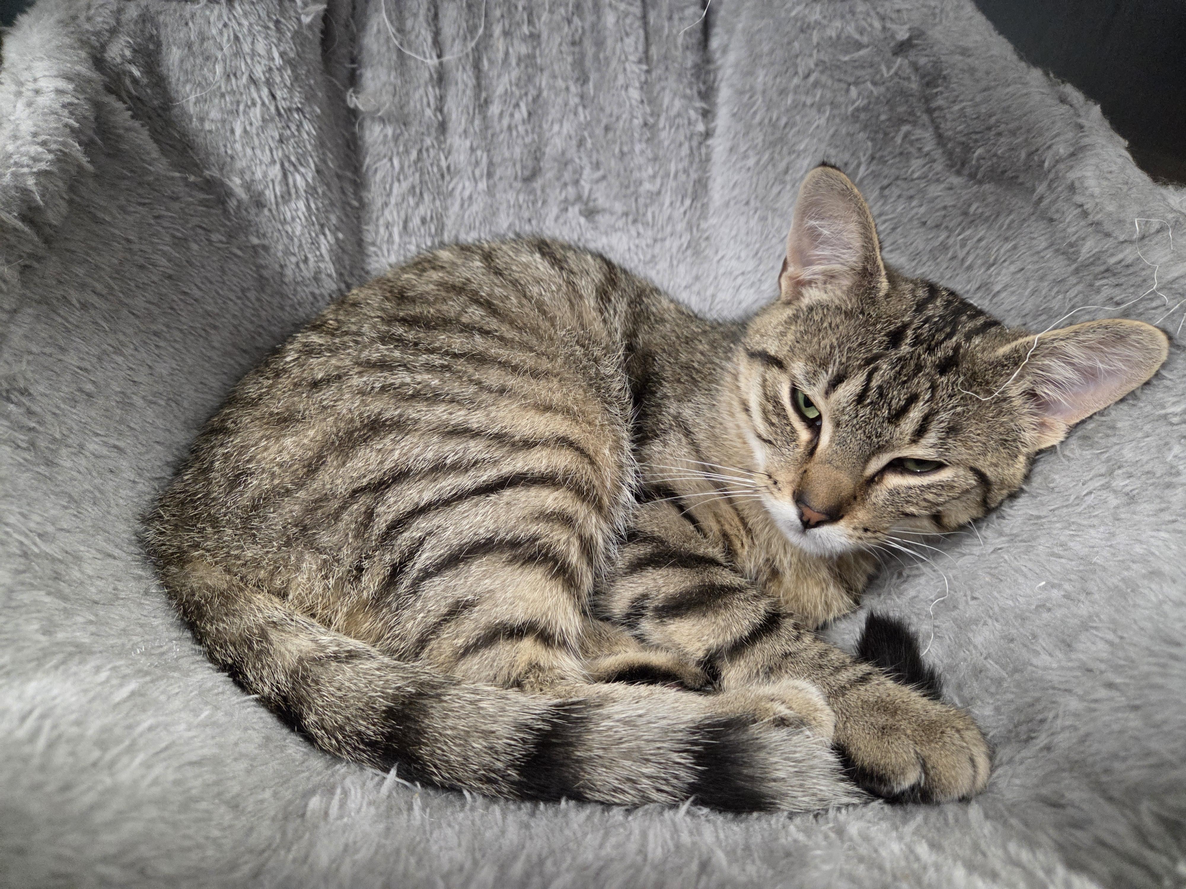 Truffle, Adoptable, Adult Male Domestic Short Hair.