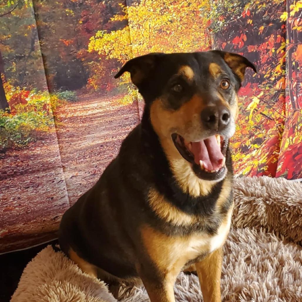 Alfalfa JuM, a Adoptable mixed breed in Jacksonville, FL image 1/6