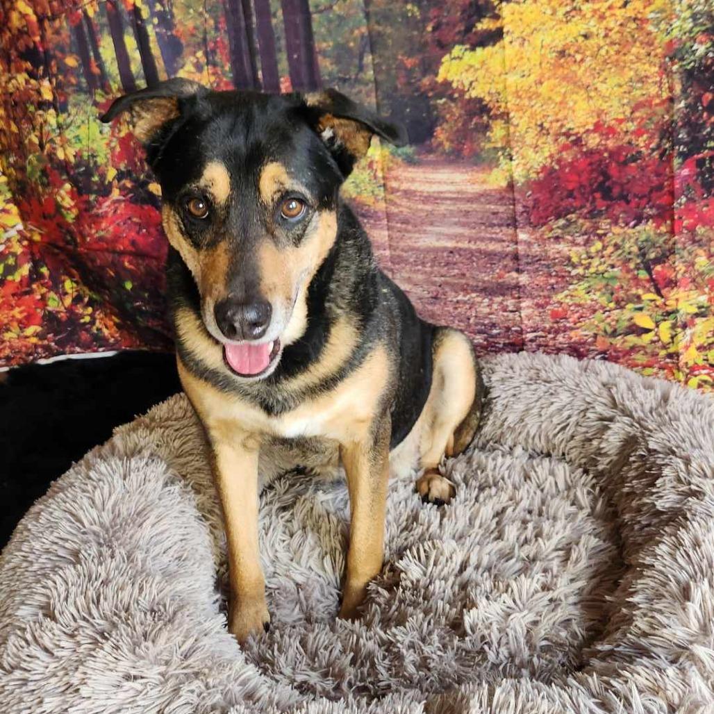 Alfalfa JuM, a Adoptable mixed breed in Jacksonville, FL image 2/6