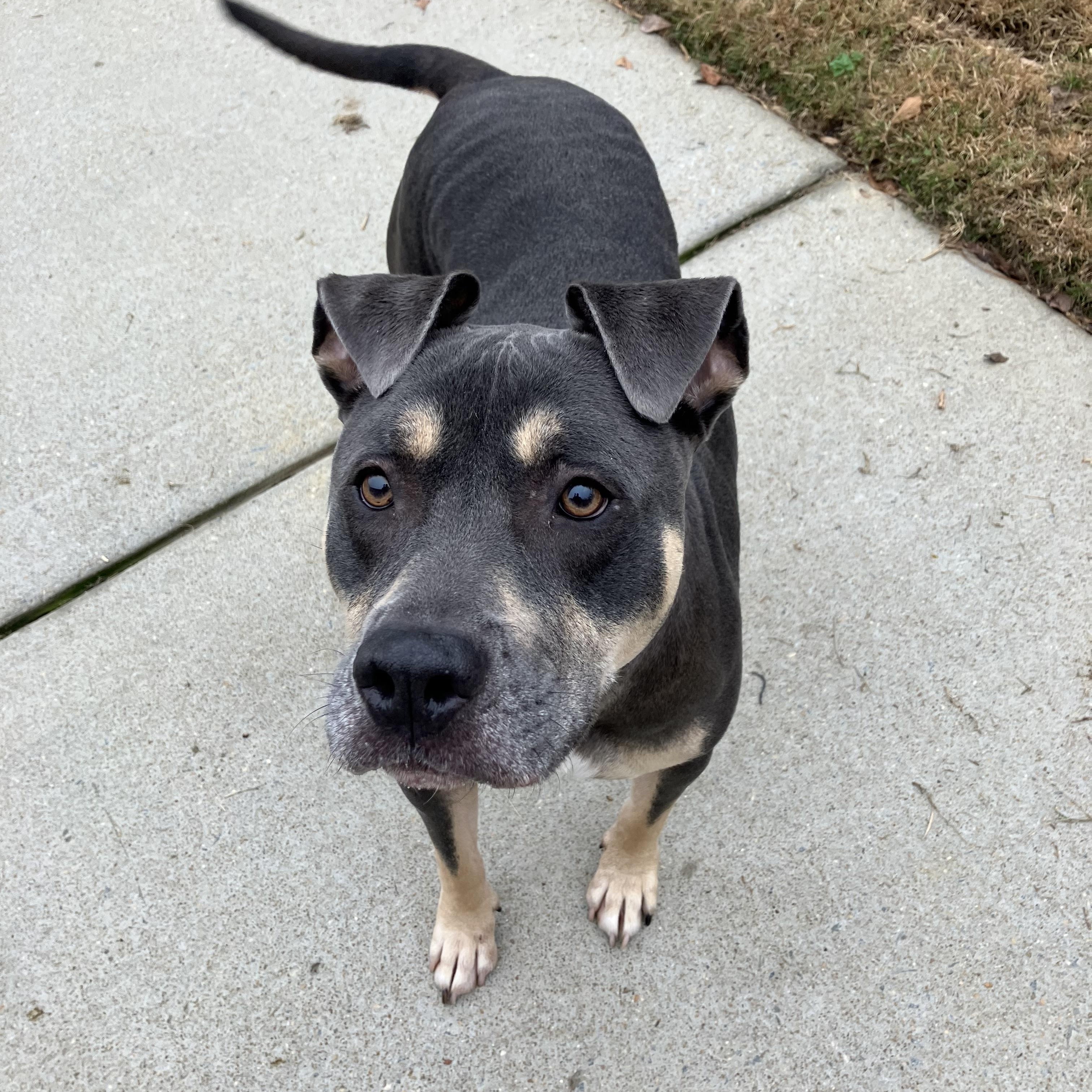 Scooby, Adoptable, Adult Male Pit Bull Terrier.