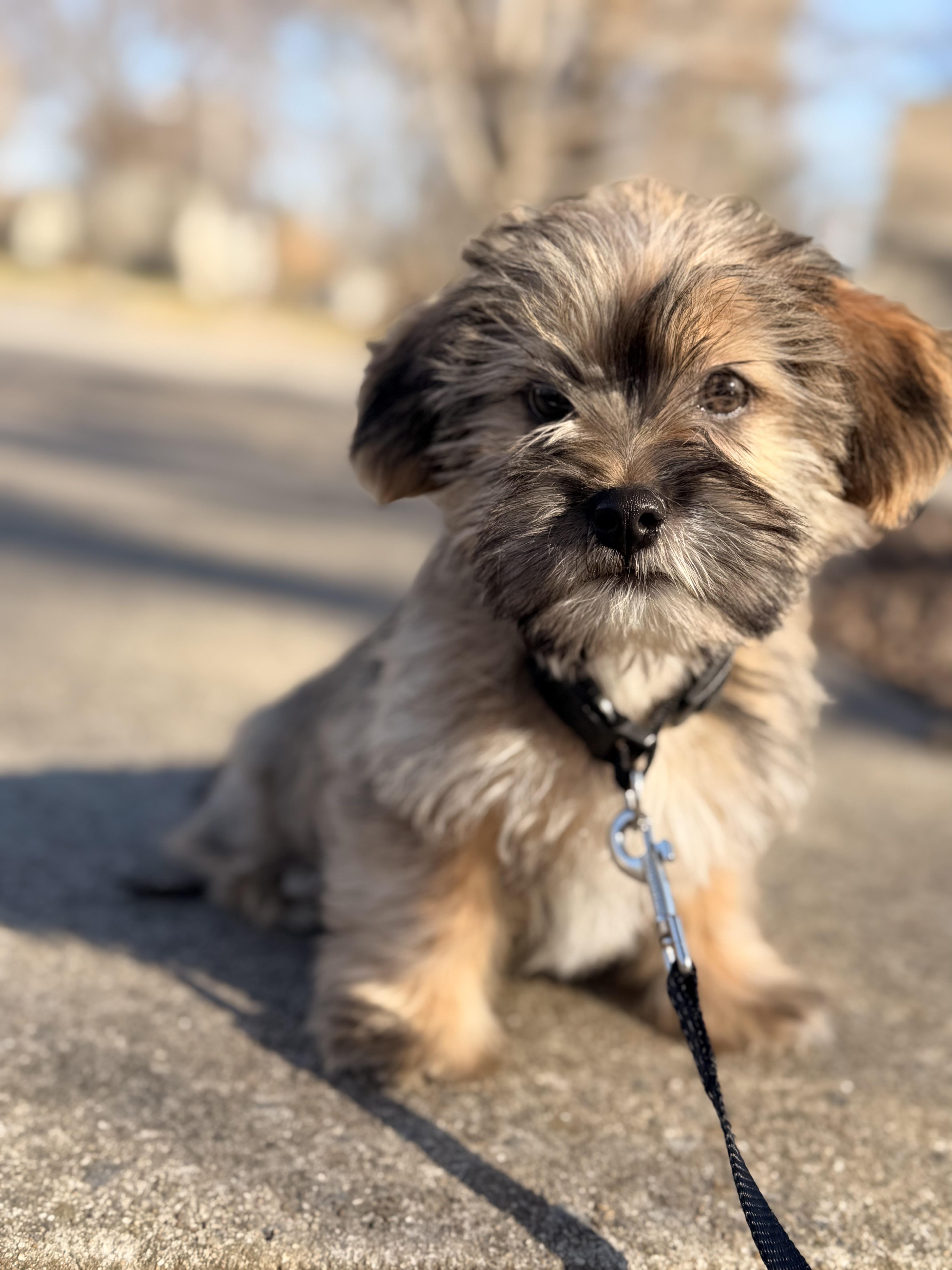 Enlarge Scruffy, a ADOPTABLE mixed breed in Overland Park, KS image 1/1