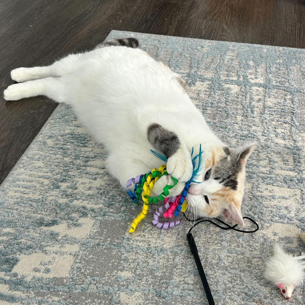 Nancy, Adoptable, Adult Female Domestic Short Hair.