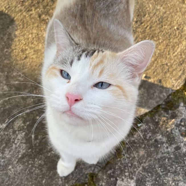 Enlarge Nancy, a Adoptable Domestic Short Hair in Charlotte, NC image 2/5