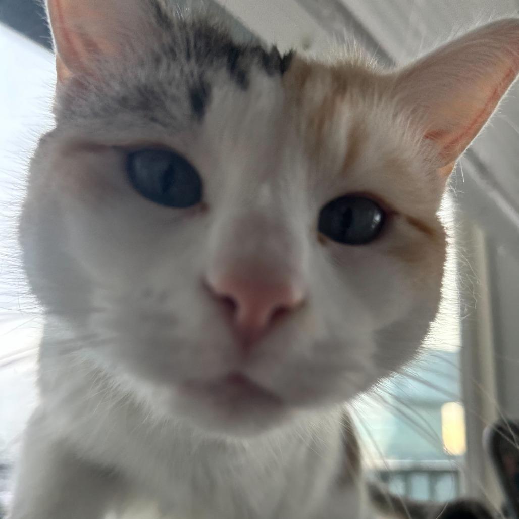 Enlarge Nancy, a Adoptable Domestic Short Hair in Charlotte, NC image 3/5