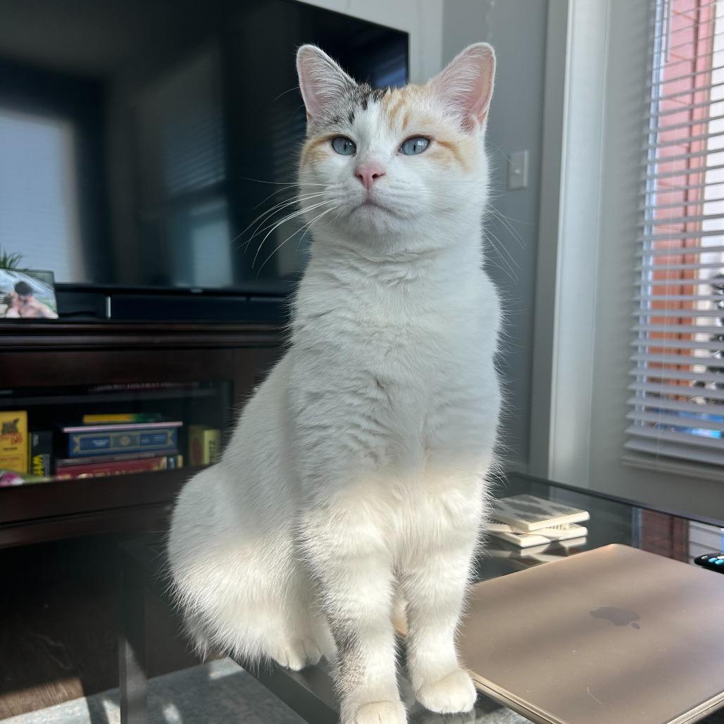 Enlarge Nancy, a Adoptable Domestic Short Hair in Charlotte, NC image 4/5