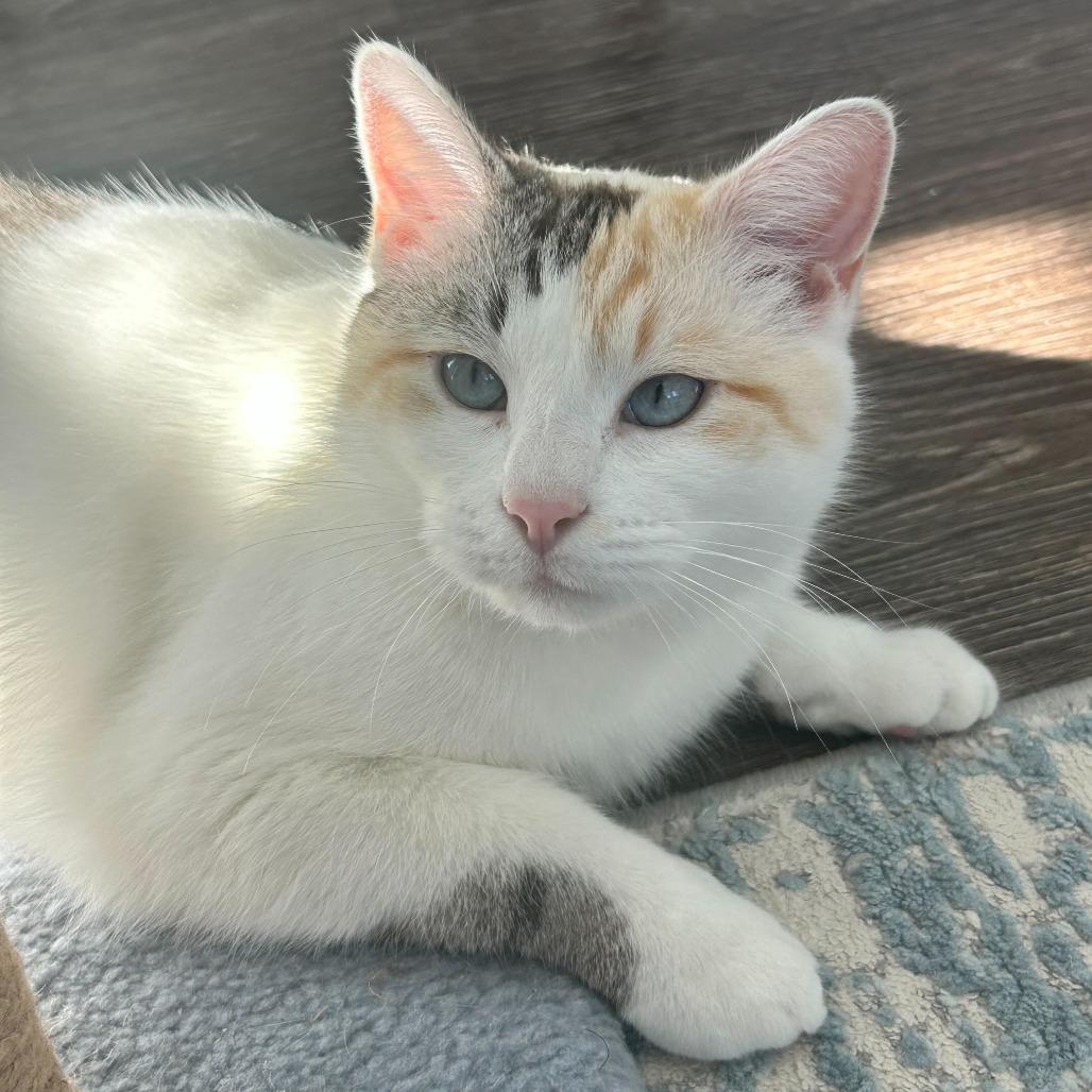 Enlarge Nancy, a Adoptable Domestic Short Hair in Charlotte, NC image 5/5