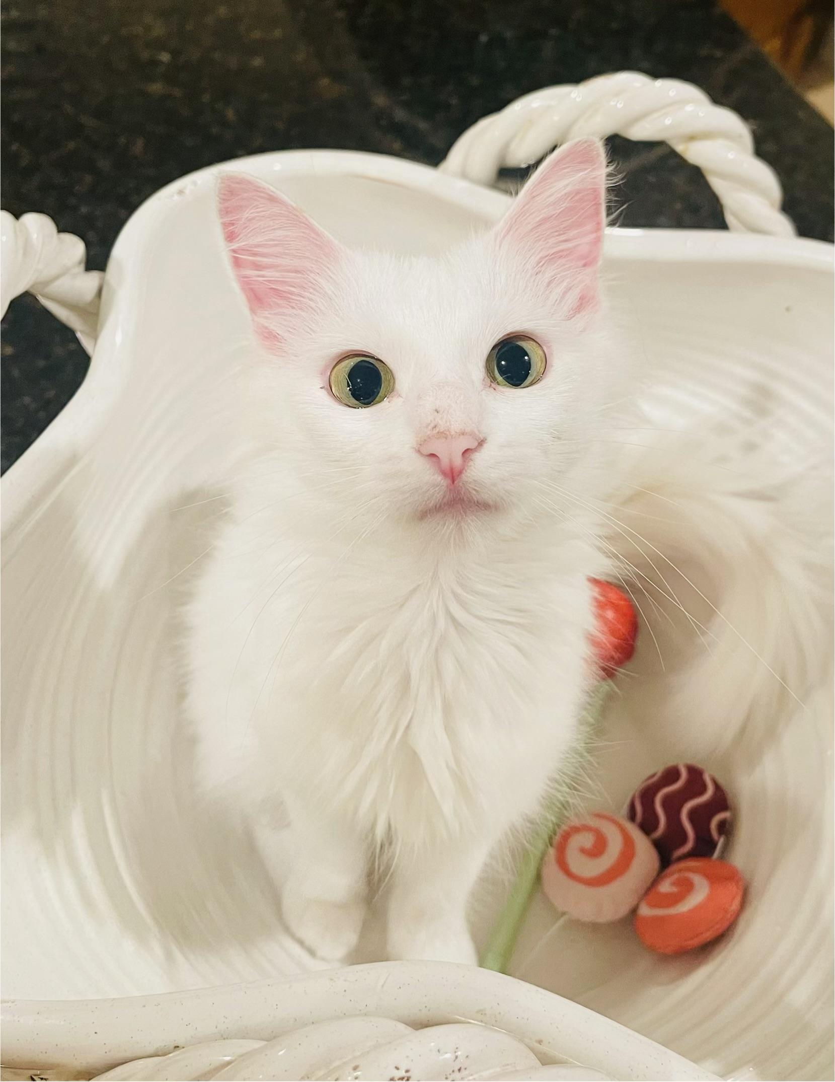 Enlarge Angel - Riley Fuzzel Petsmart, a Adoptable Turkish Angora in Spring, TX image 3/6