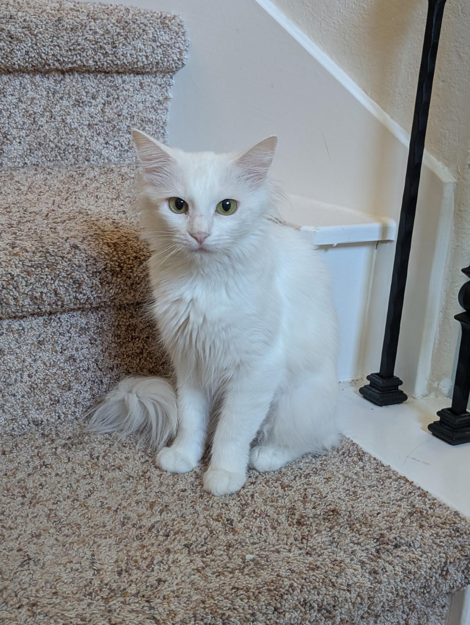 Angel - Riley Fuzzel Petsmart, Adoptable, Kitten Female Turkish Angora.
